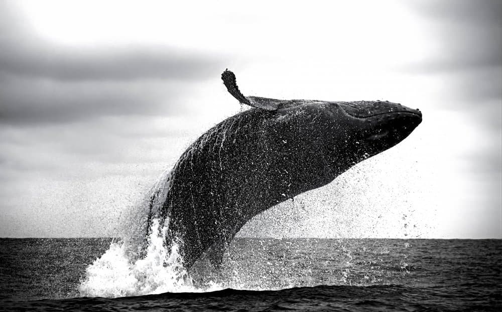 Humpback Whale Breaching by Zina Heg — canvas wall art
