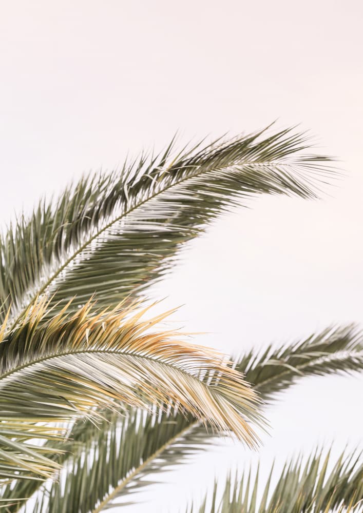 Serene Palms Sway by Shot by Clint — canvas wall art
