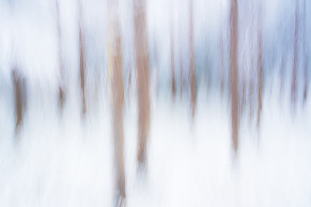 Blurred Winter Forest by Masaki Sugita — canvas wall art
