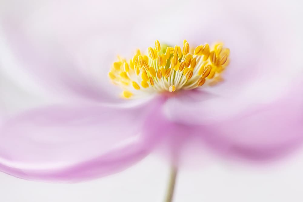 *Anemone* by Mandy Disher — canvas wall art