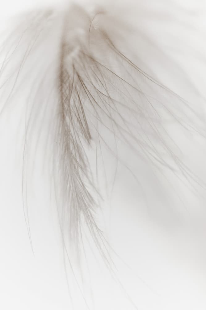 Soft Delicate Feather by Magda Izzard — canvas wall art