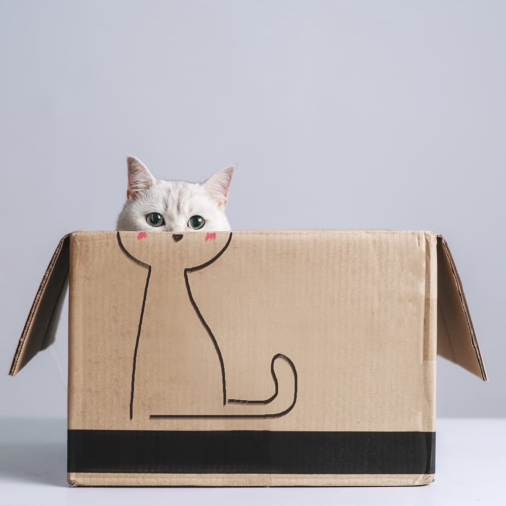 Curious Cat Peek by Terry F — canvas wall art