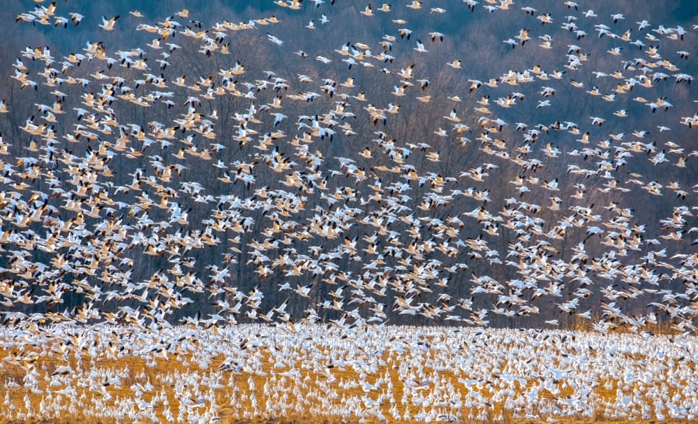 Majestic Snow Geese Flock by Hannah & Wei — canvas wall art