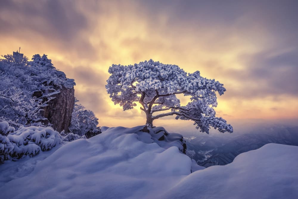 Golden Winter Tree by Tiger Seo — canvas wall art