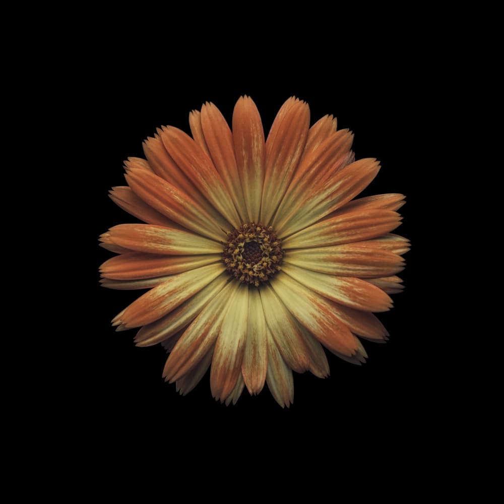 Golden Orange Bloom by Lotte Grønkjær — canvas wall art