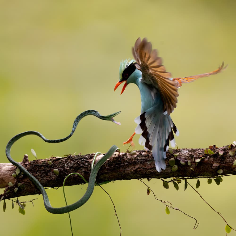Bird Snake Showdown by Lisdiyanto Suhardjo — canvas wall art