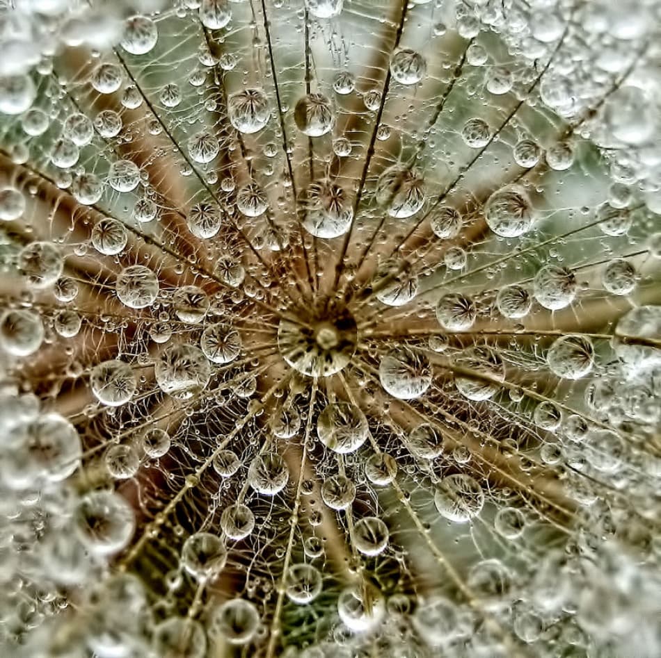 Delicate Dandelion Drops by Tanya Markova — canvas wall art