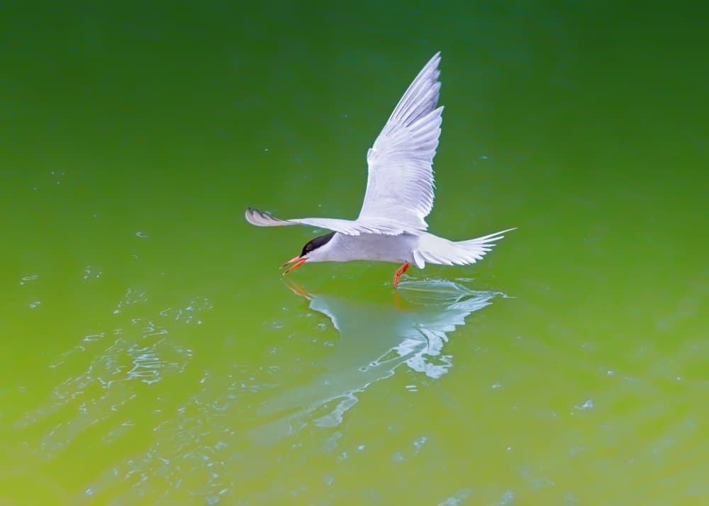 Tern Skimming Green Water by Siyu_Wei APA — canvas wall art