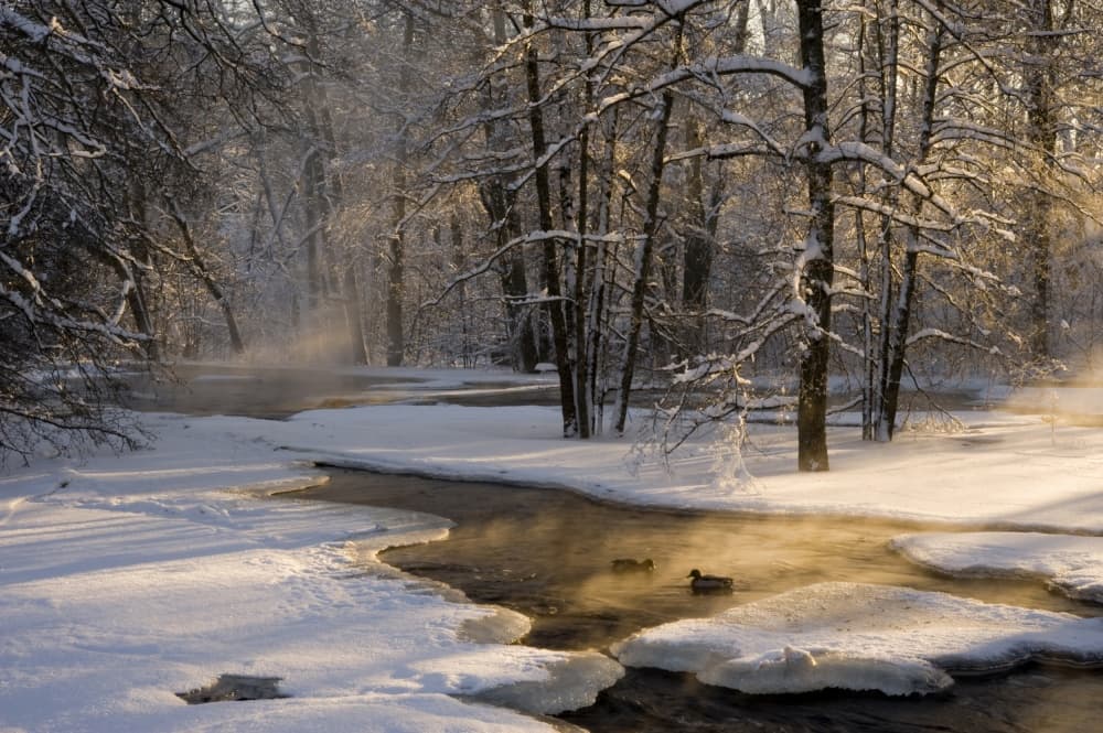 Golden Winter Stream