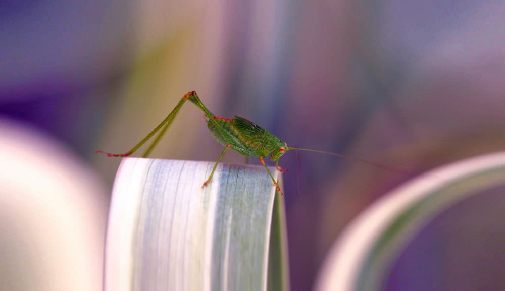 Delicate Green Insect by Thierry Dufour — canvas wall art