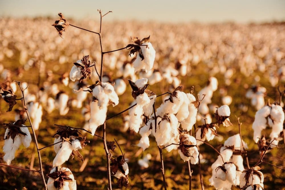 Golden Cotton Field by Del Mundo Imagery — canvas wall art
