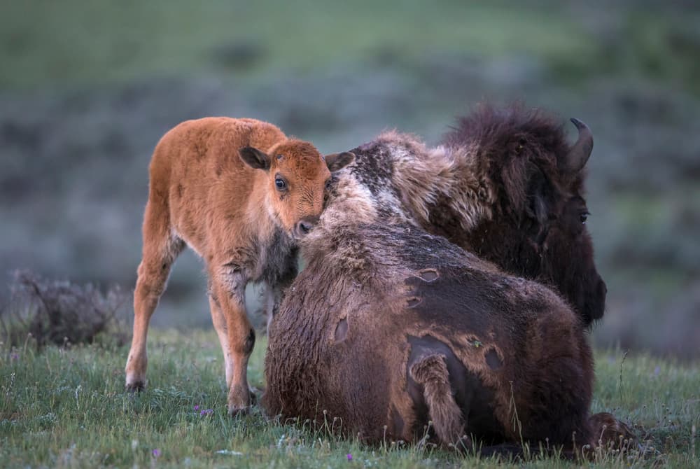 Tender Bison Family by Greg Barsh — canvas wall art