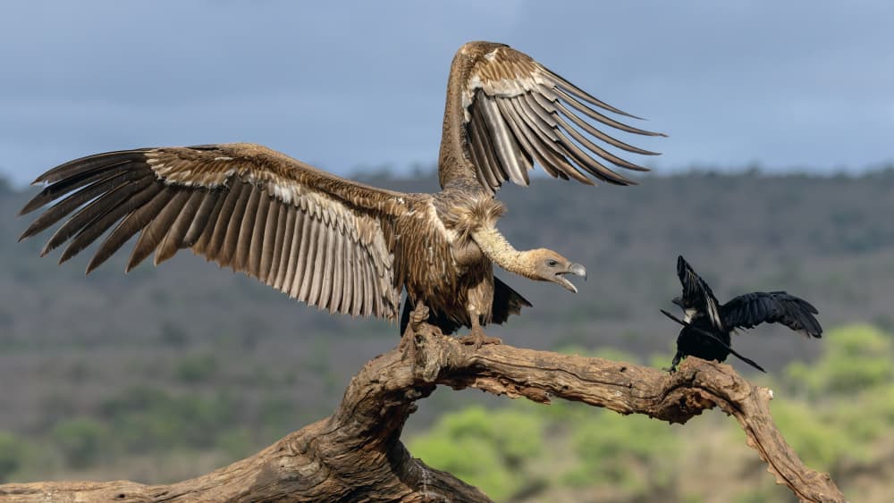 Vulture Confronts Corvid by Alessandro Catta — canvas wall art