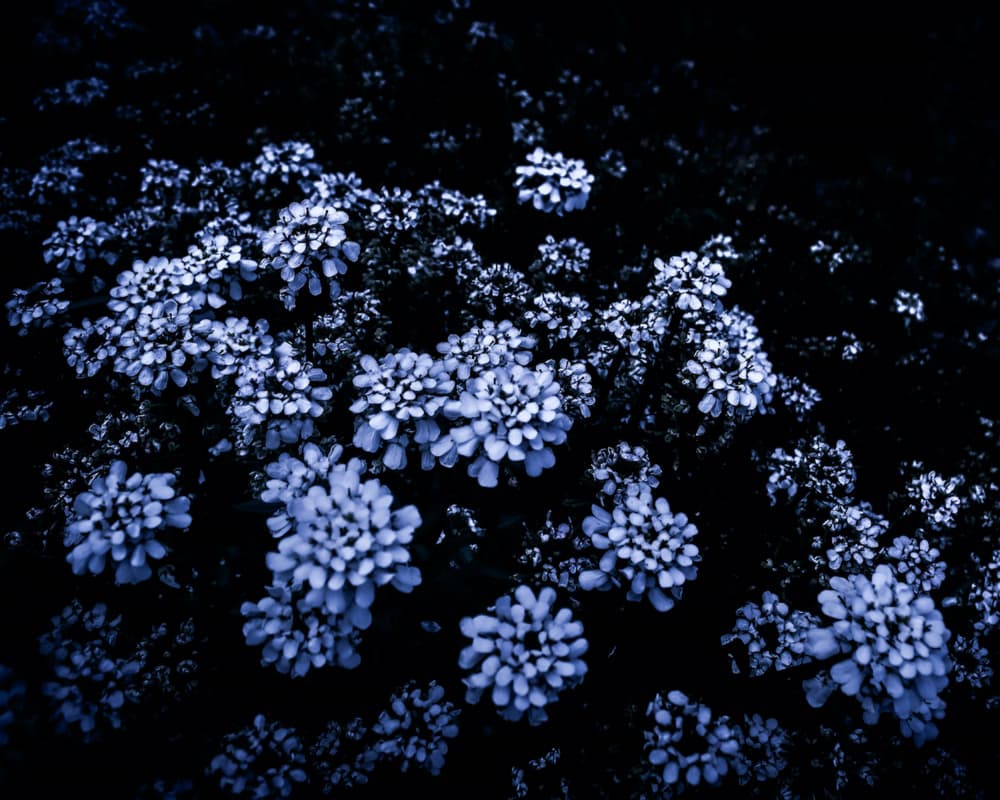 Midnight Blue Blooms by Michele Frechette — canvas wall art