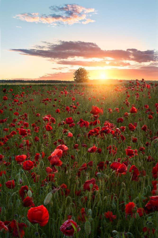 Golden Hour Poppy Field by Christian Lindsten — canvas wall art