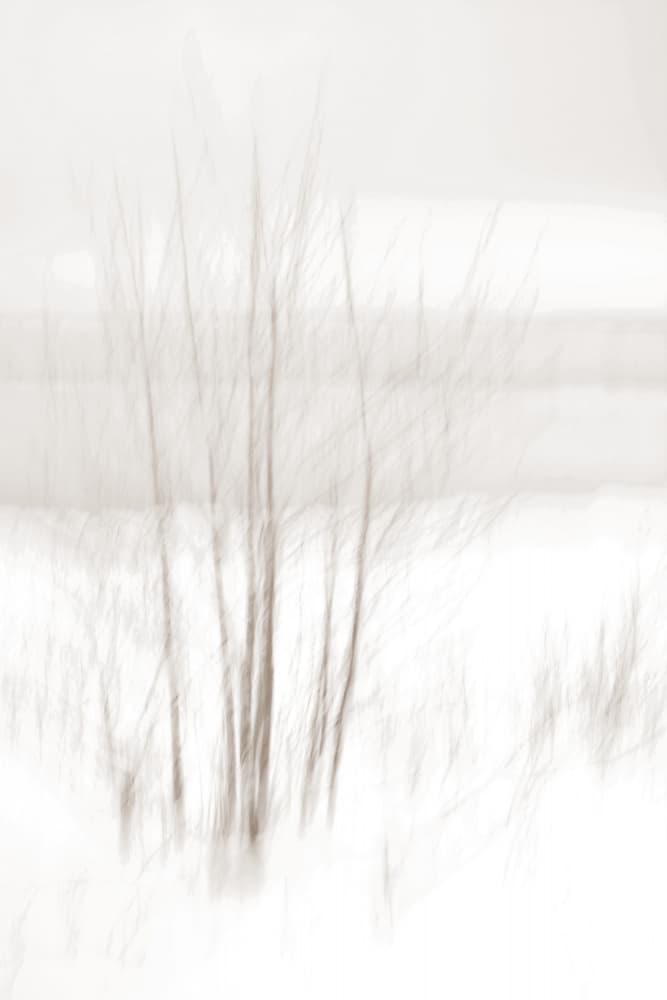 Ethereal Winter Woods