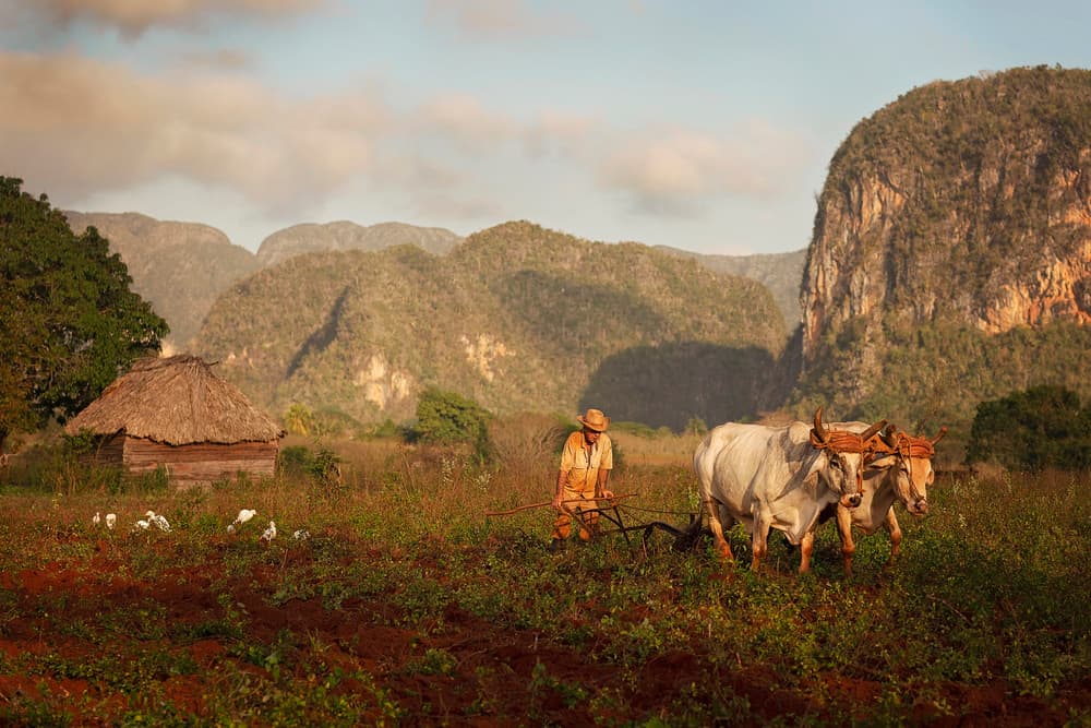 Farmer and Oxen Plowing by Bogdan Negoita — canvas wall art