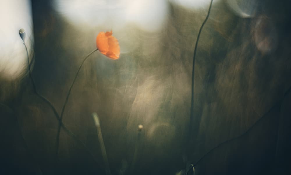 Single Orange Poppy Glow by Jan van der Linden — canvas wall art