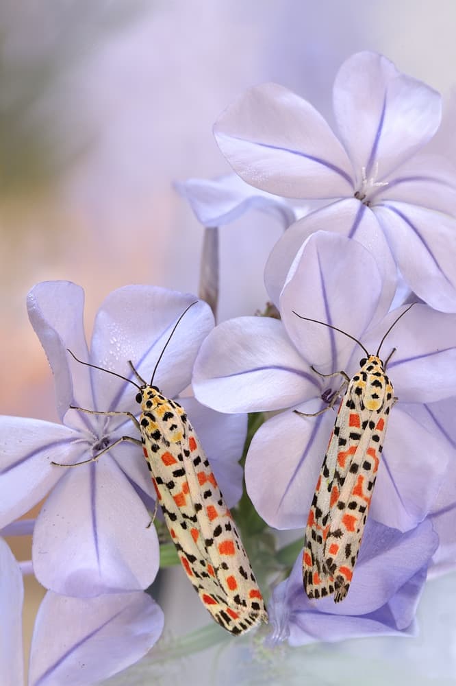 Patterned Moths on Lavender by Jimmy Hoffman — canvas wall art