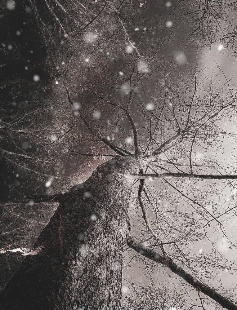 Winter Tree Snowfall by YoungIl Kim — canvas wall art