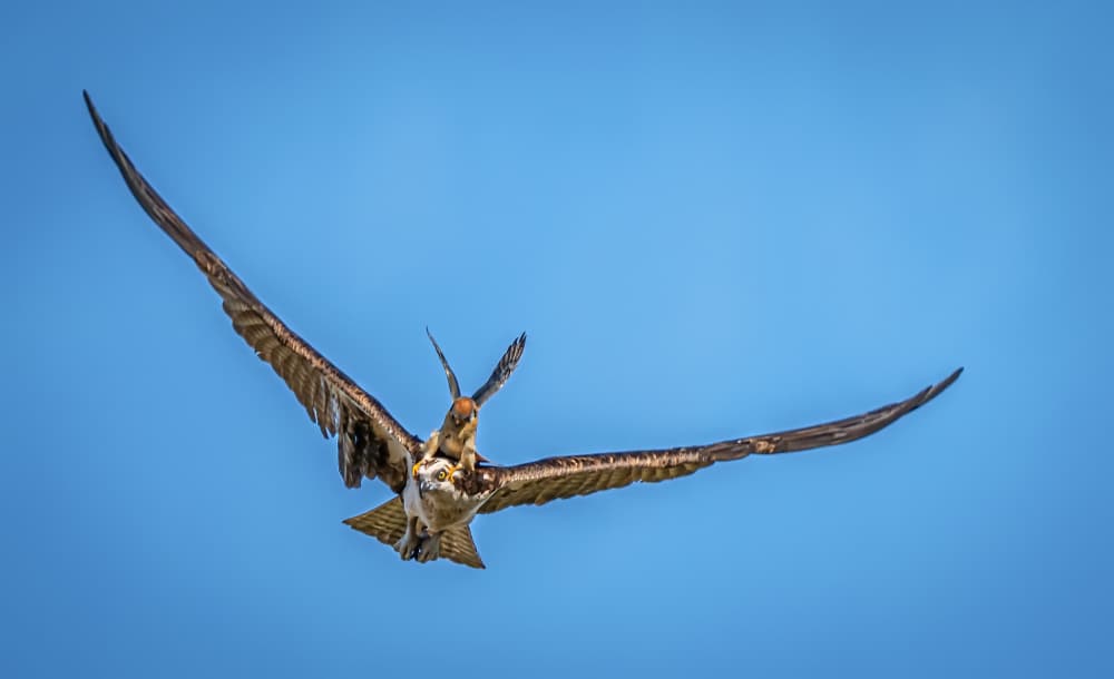 Osprey Soaring Blue Sky by Ning Lin — canvas wall art