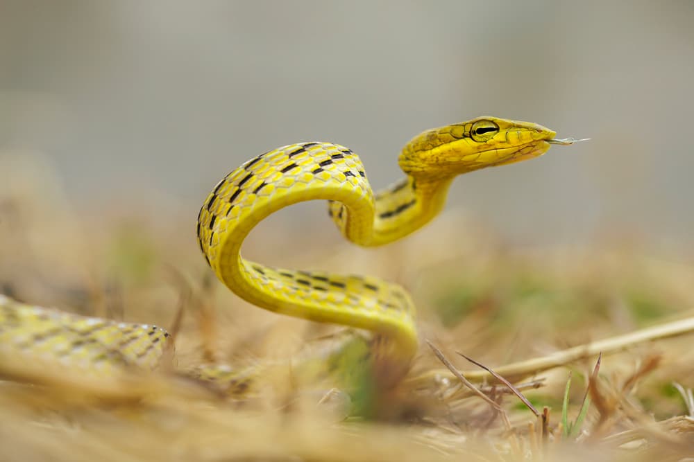Elegant Yellow Serpent by Phat Dao Tan — canvas wall art