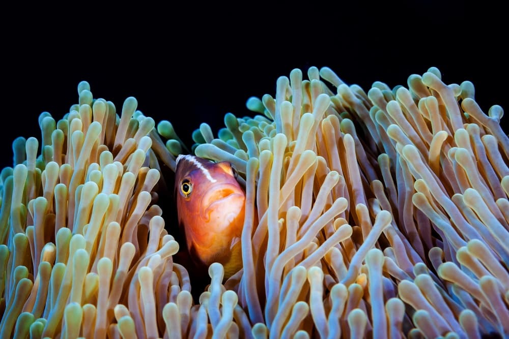 Clownfish In Anemone by Barathieu Gabriel — canvas wall art