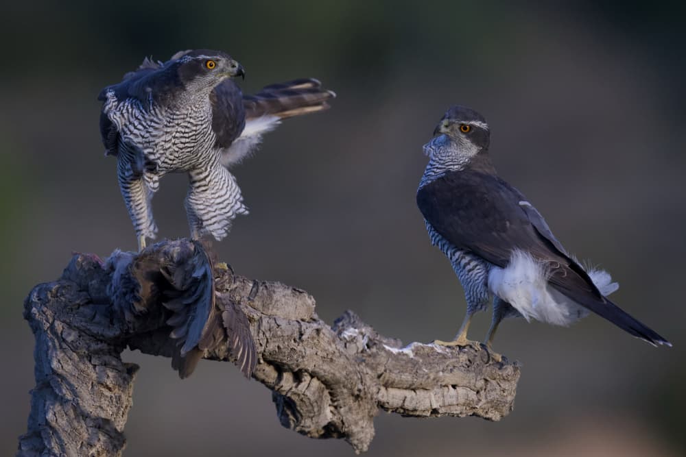 Goshawks And Prey by David Manusevich — canvas wall art