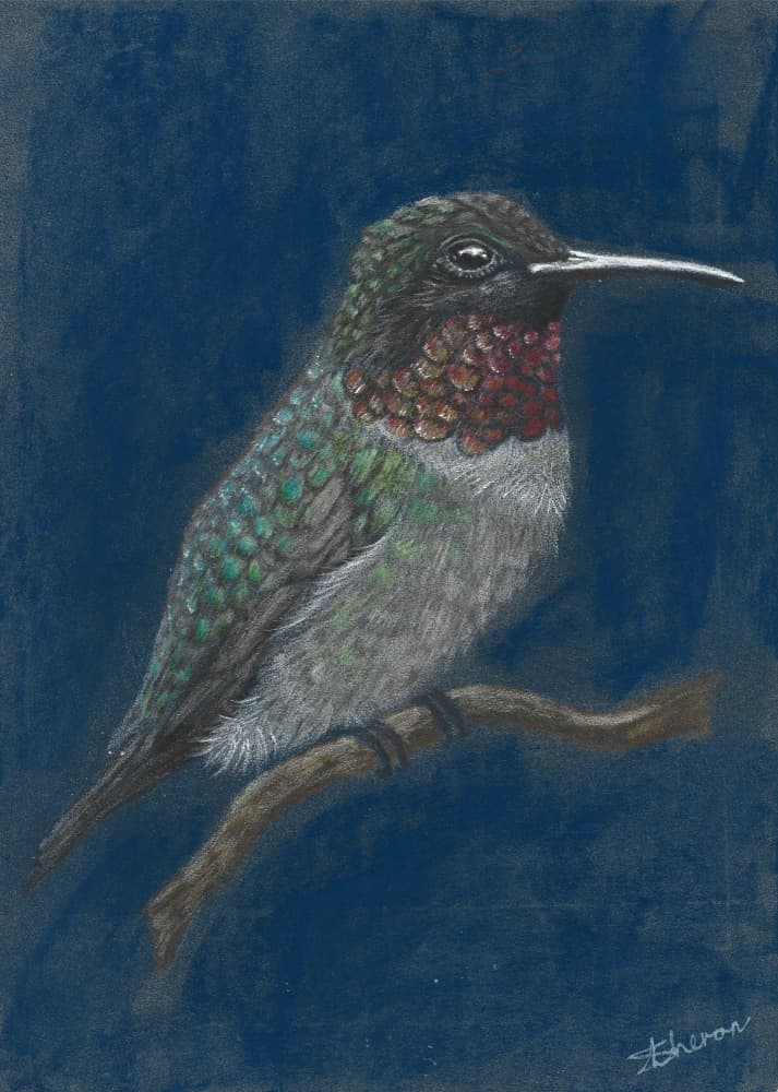 Vibrant Hummingbird Perched by Sunet Theron — canvas wall art