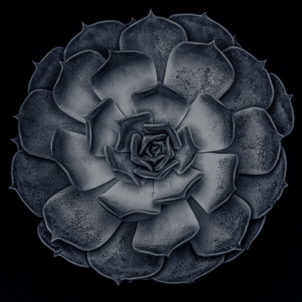 Dark Succulent Rosette by Pictufy Studio III — canvas wall art