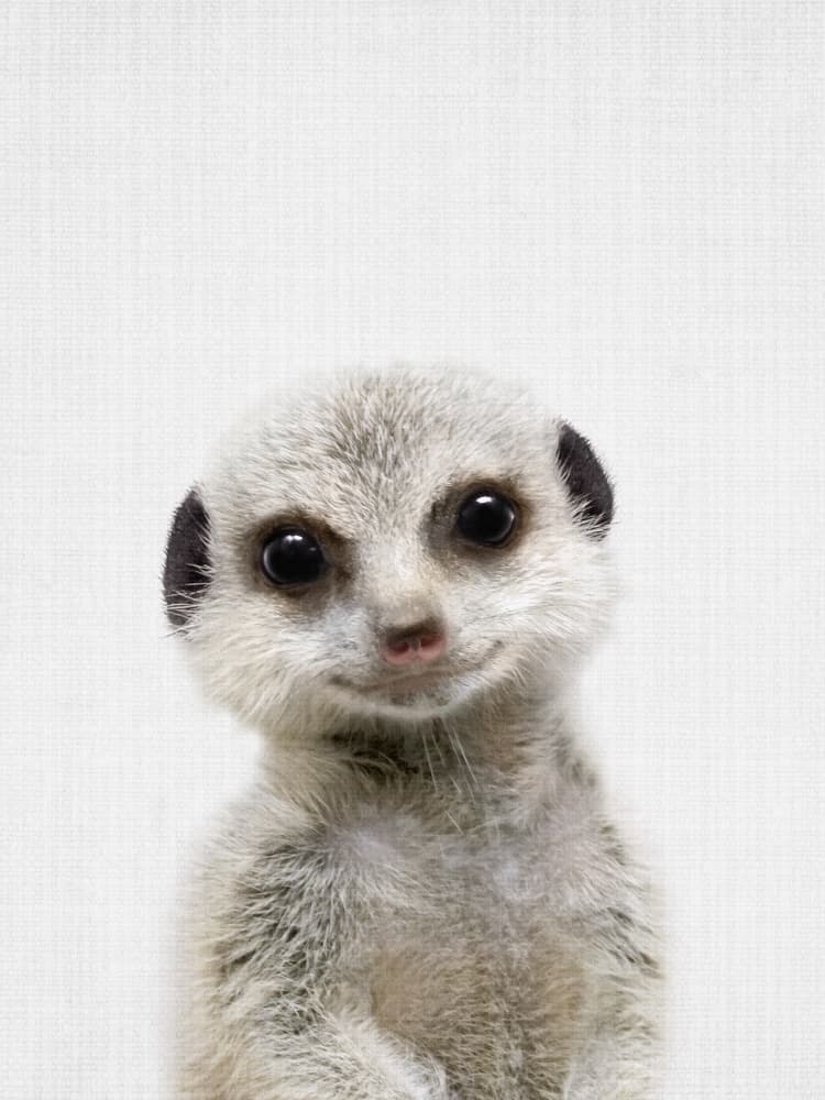 Curious Baby Meerkat by Lila & Lola — canvas wall art