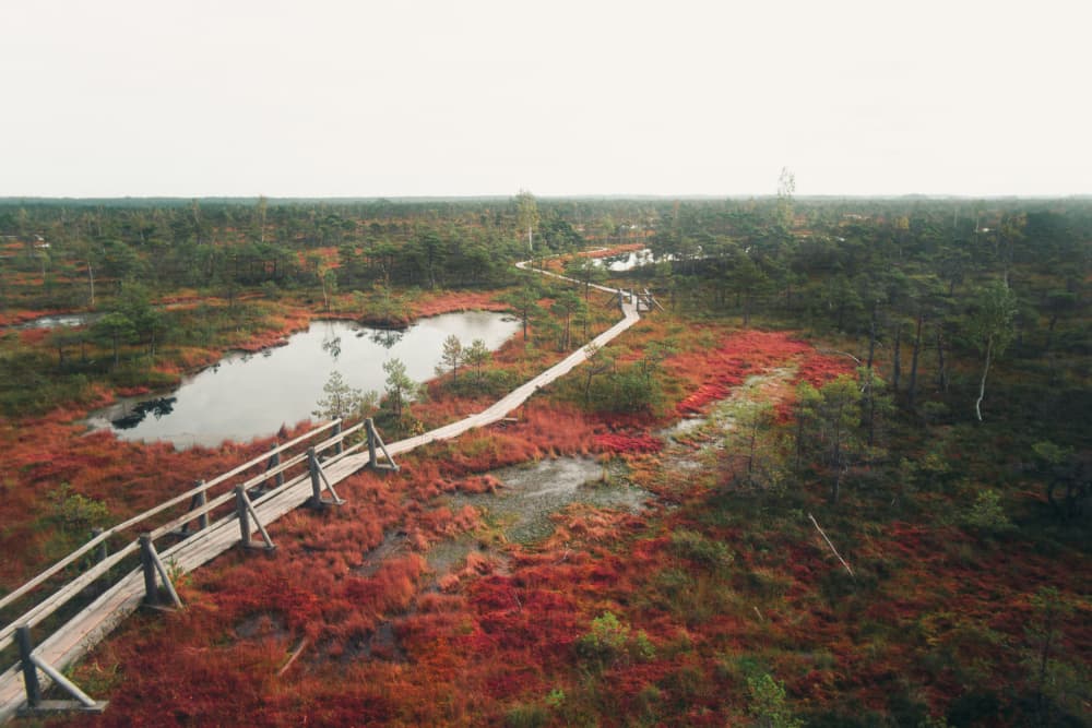 Red Bog Boardwalk by Theodor Gerhamn — canvas wall art