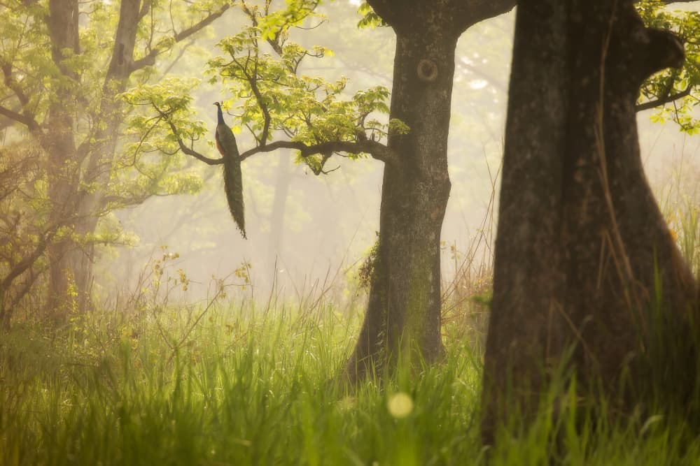 Peacock In Misty Forest by Dan Mirica — canvas wall art