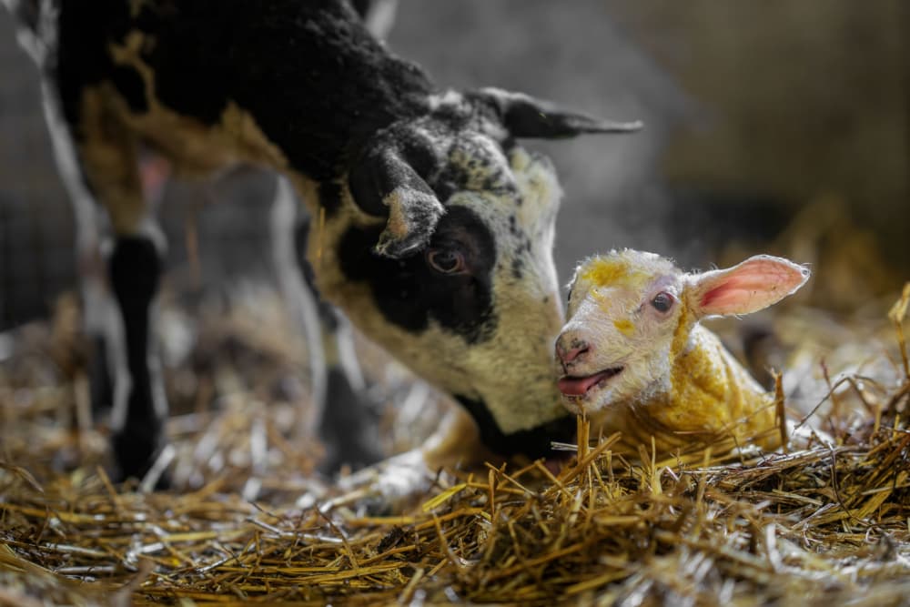 Tender Mother and Lamb by Gert van den Bosch — canvas wall art