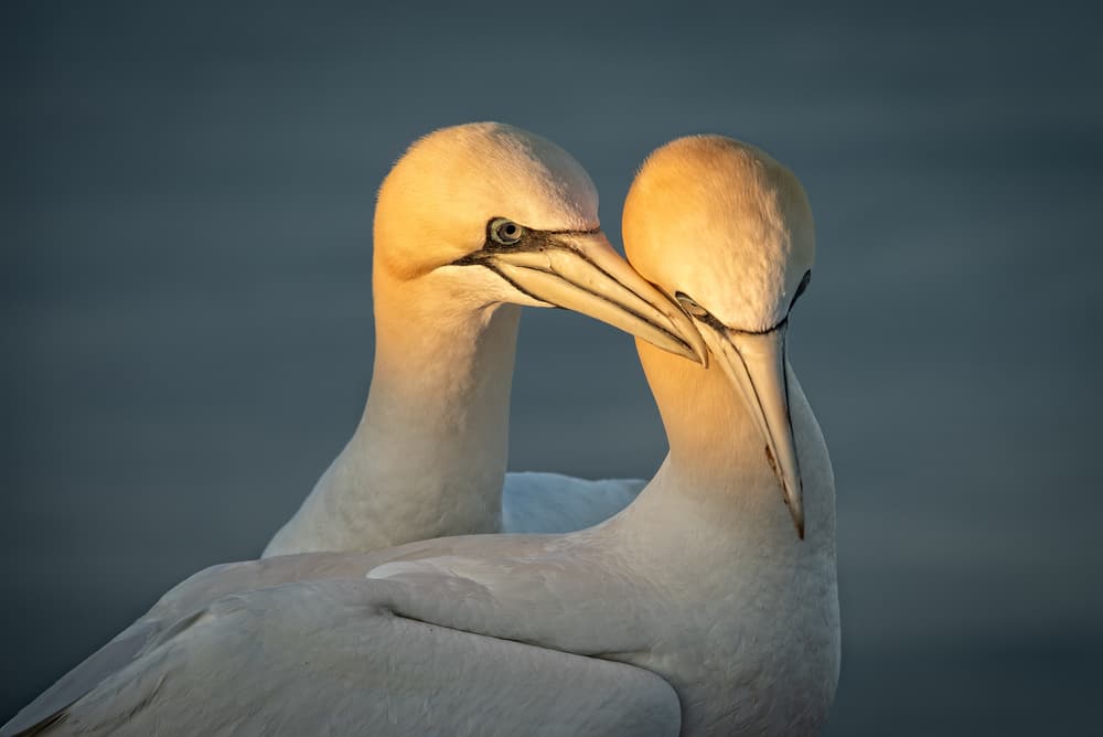 Loving Gannet Couple by Piet Haaksma — canvas wall art