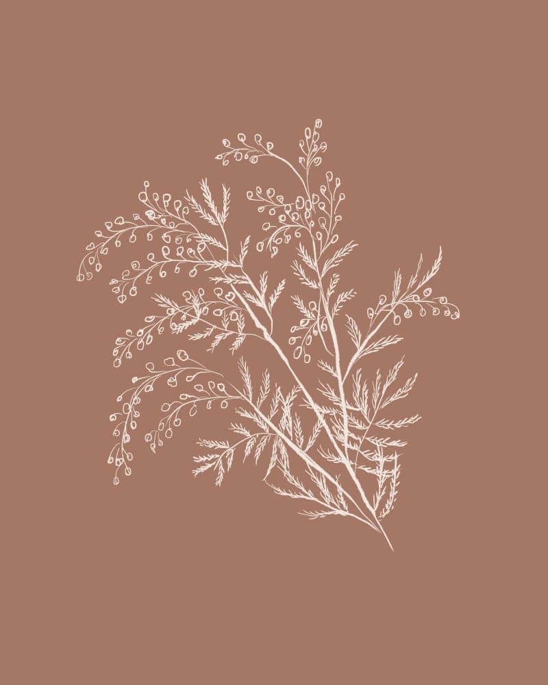 Acacia Botanical Branch