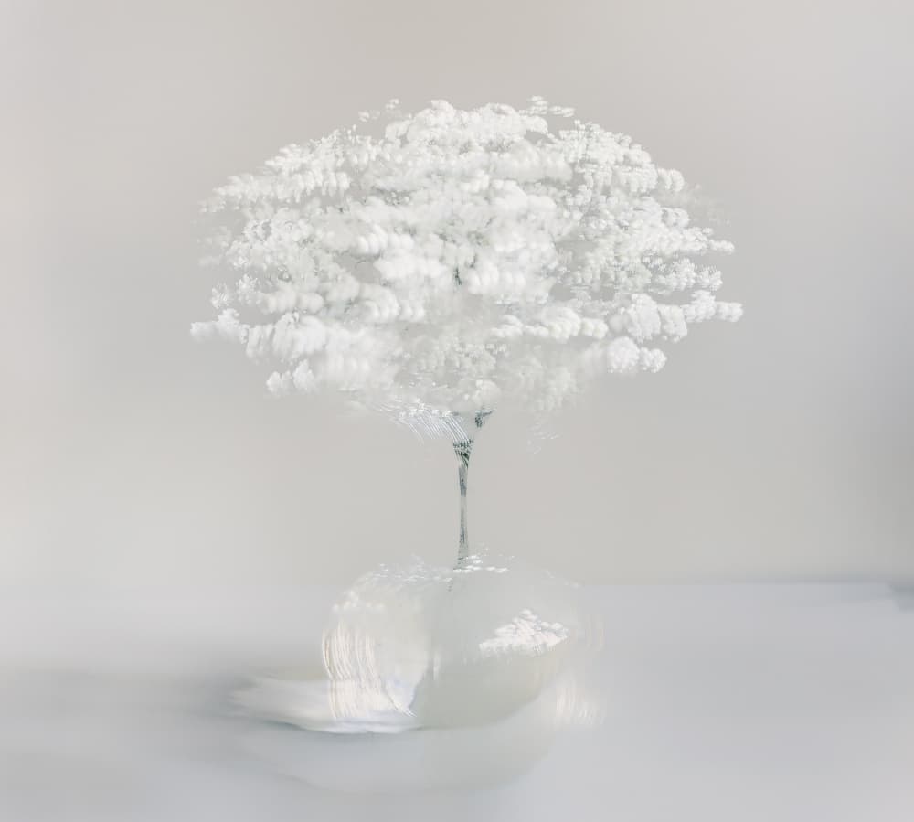 Innocent white by Nel Talen — canvas wall art