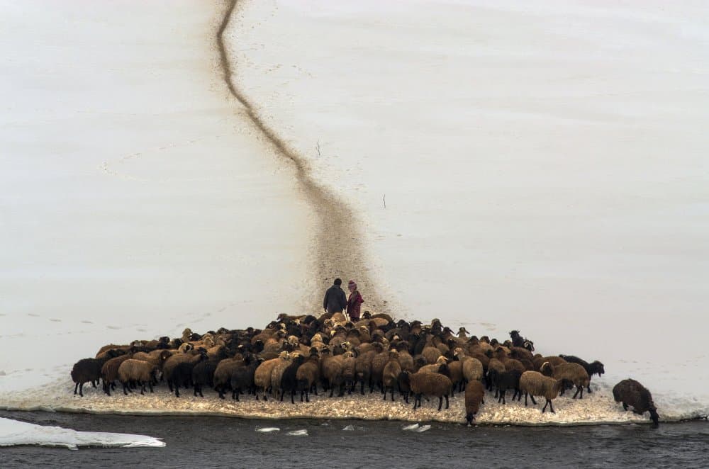 Shepherds Leading Sheep by Emir Bagci — canvas wall art