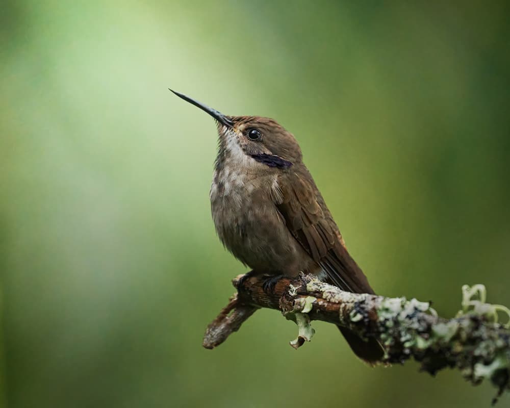 Peaceful Brown Hummingbird by Lisandro PEREZ — canvas wall art