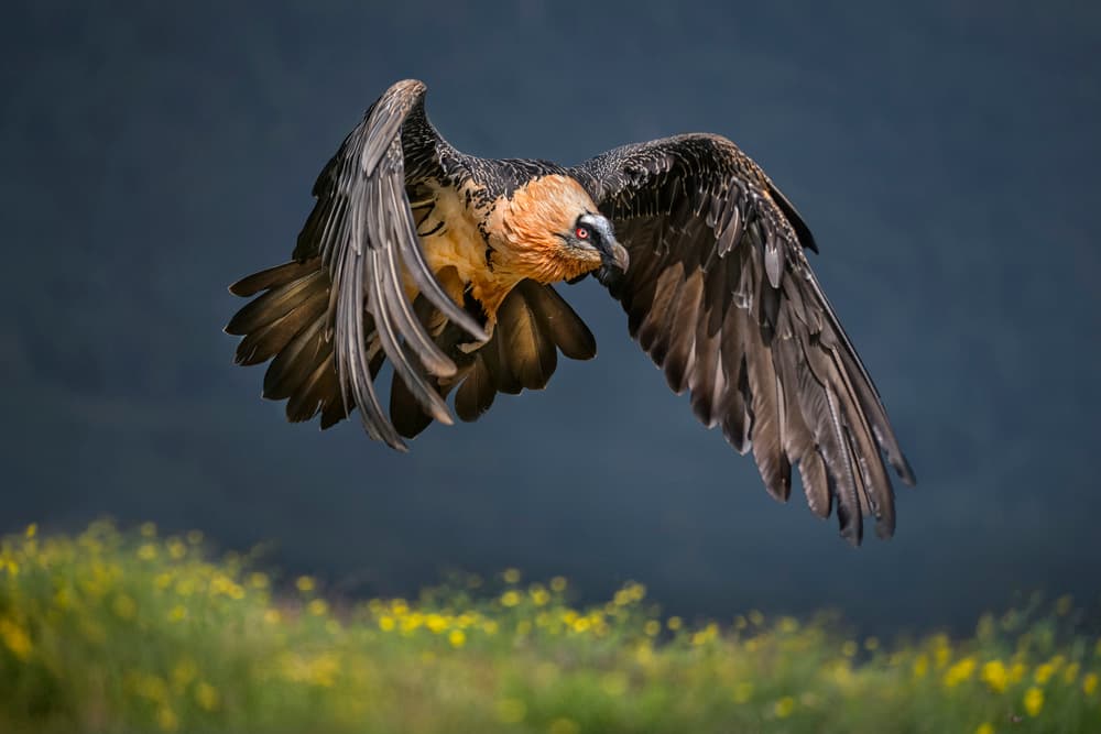 Bearded Vulture In Flight by Xavier Ortega — canvas wall art