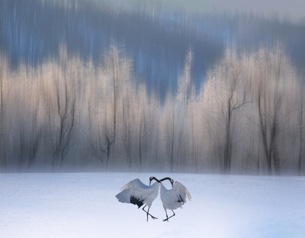 Winter Crane Dance by Yuan Su — canvas wall art