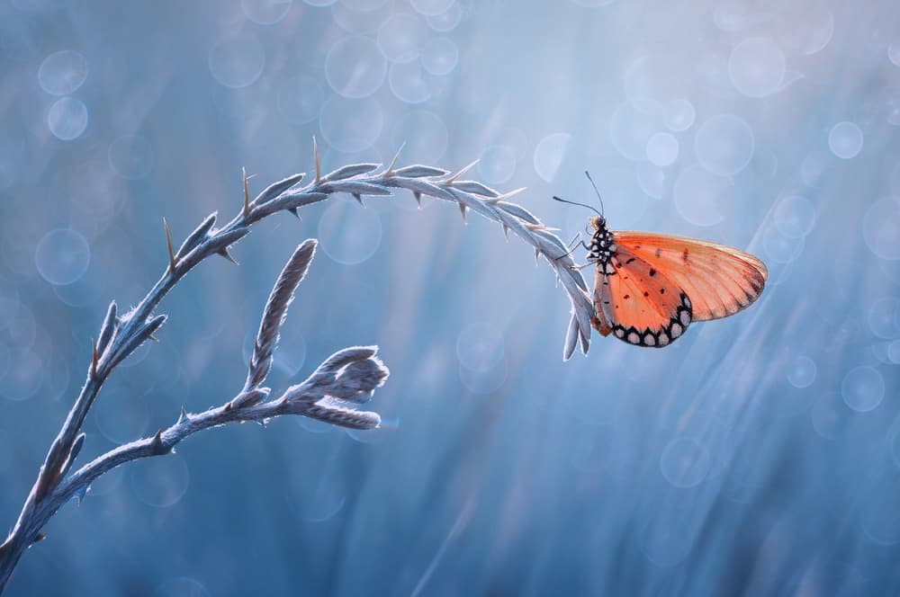 Orange Butterfly Blue Serenity by Edy Pamungkas — canvas wall art