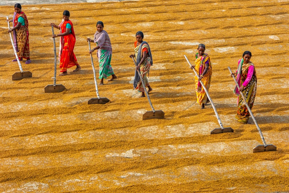 Women Working Golden Fields by Abhraneel Chakraborty — canvas wall art