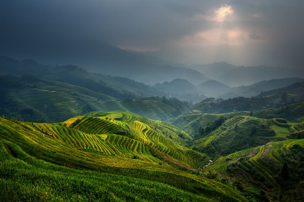 Sunlit Rice Terraces by Gunarto Song — canvas wall art
