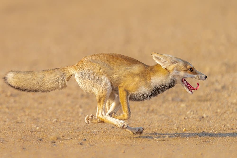 Speeding Desert Fox by Ahmed Sobhi — canvas wall art
