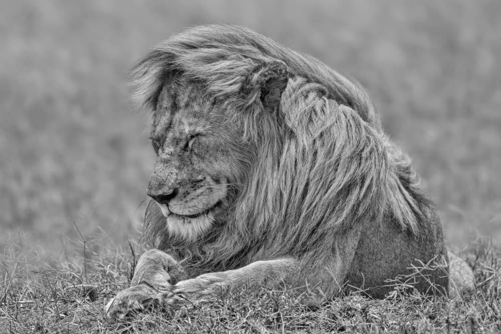 Peaceful Sleeping Lion by Alessandro Catta — canvas wall art