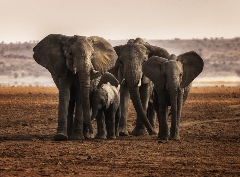 Safari Elephant Family by C. Ray Roth — canvas wall art
