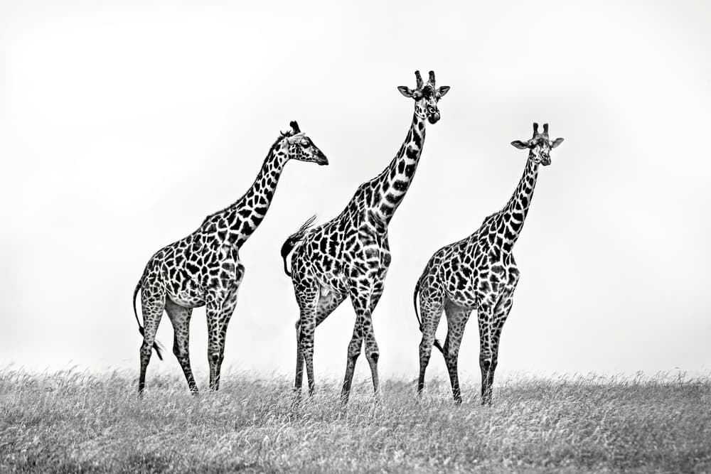 Savanna Giraffe Trio by Xavier Ortega — canvas wall art