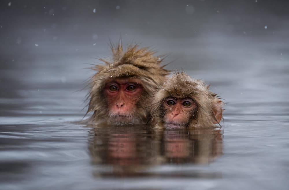 Snow Monkeys Winter Bath by Joanna W — canvas wall art