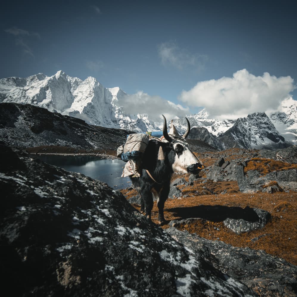 Alpine Yak Adventure by WangPeng — canvas wall art